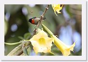 06SopaNgorongoro - 23 * Eastern Double-collared Sunbird.